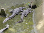 Elefantentrekking in Pang Nga Asia Safari Park Krokodile (TH).